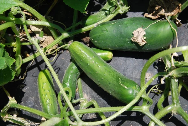 Komkommers die groeien — Stockfoto