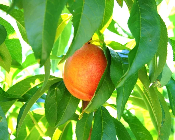 stock image Ripe Organic Peach