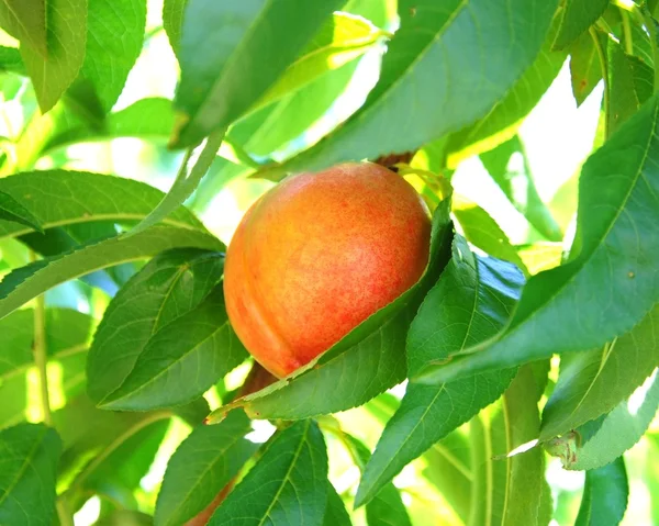 stock image Ripe Organic Peach