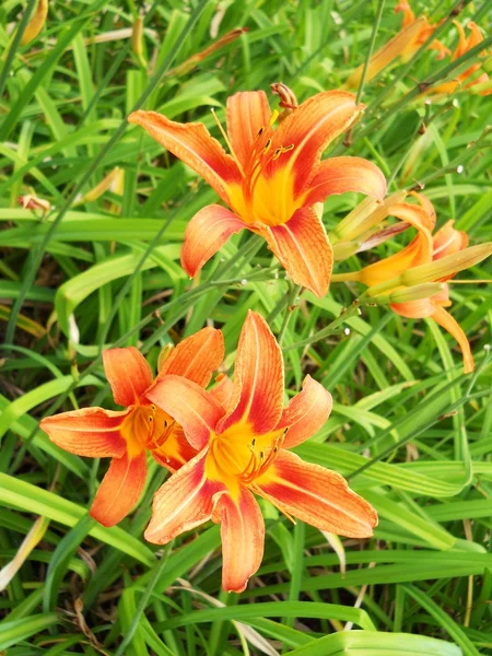 stock image Orange Lilly Flower