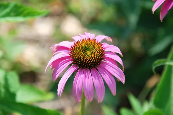 stock image Pink flower