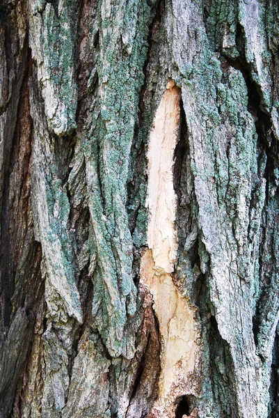 Träd bark struktur — Stockfoto