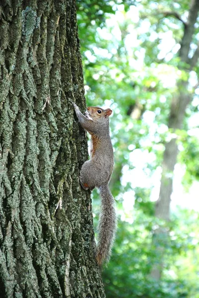 Alert squirrel clinging to tree — Stock Photo, Image