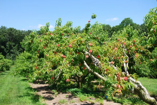Tree peach — Stock Photo, Image