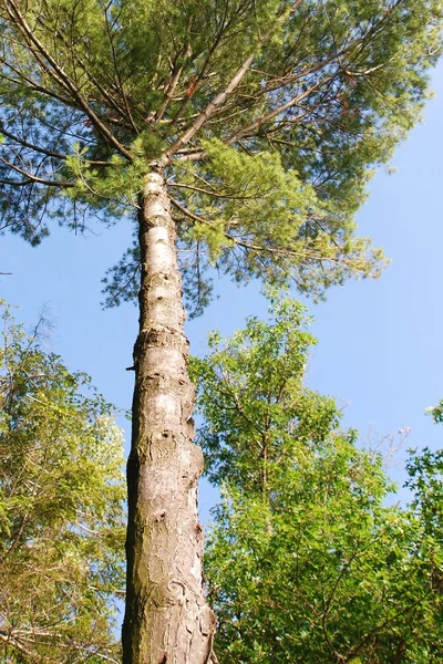 Зелений верхівка дерева — стокове фото