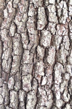 Tree bark texture clipart