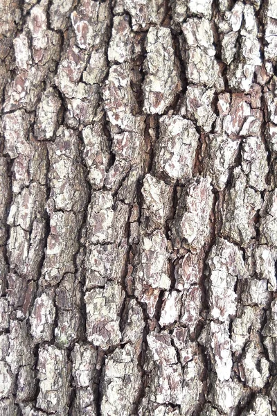 stock image Tree bark texture