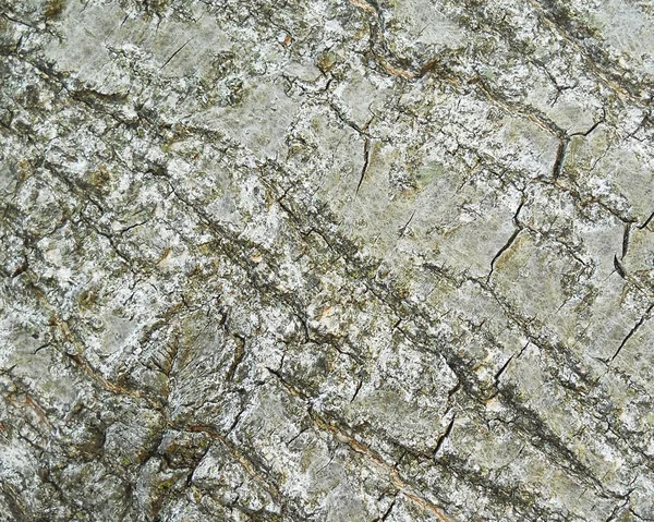 stock image Tree bark texture