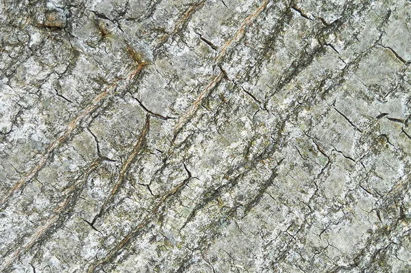 Stock image Tree bark texture