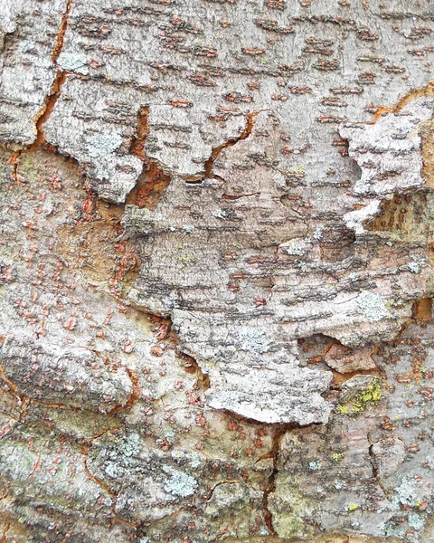 나무껍질의 질감 — 스톡 사진