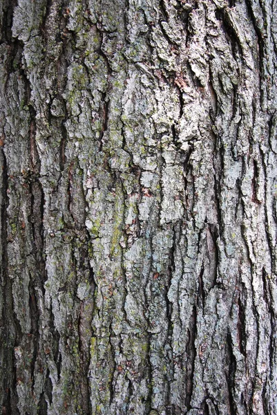 Textura da casca da árvore — Fotografia de Stock