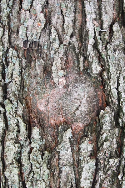 Υφή φλοιού δένδρου — Φωτογραφία Αρχείου