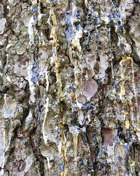 Tree bark texture — Stock Photo, Image