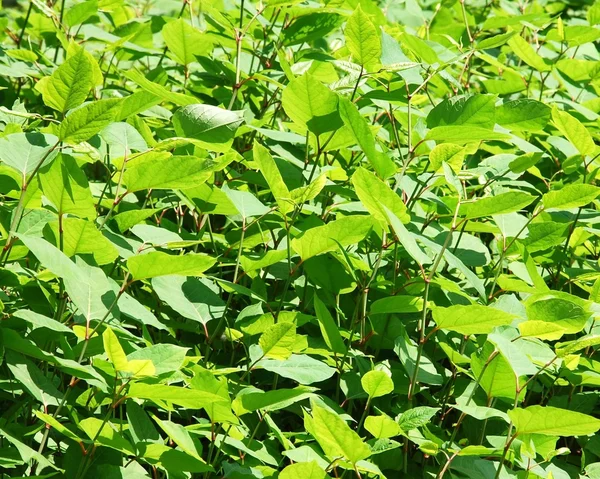 Green Plant — Stock Photo, Image