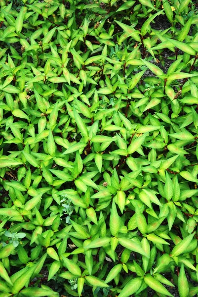 Green Plant — Stock Photo, Image