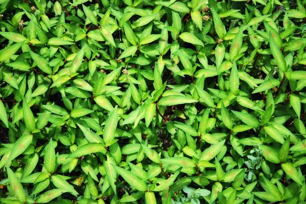 绿色的植物 — 图库照片