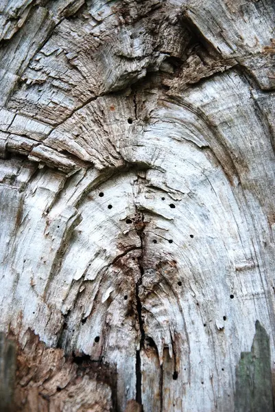 Copac textura scoarță — Fotografie, imagine de stoc