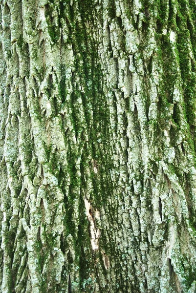 Дерево текстури кора — стокове фото