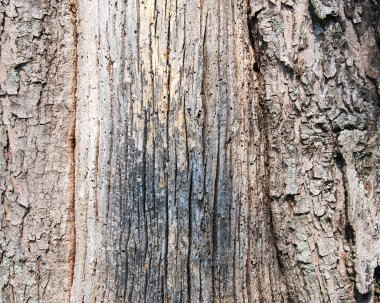 Tree bark texture clipart