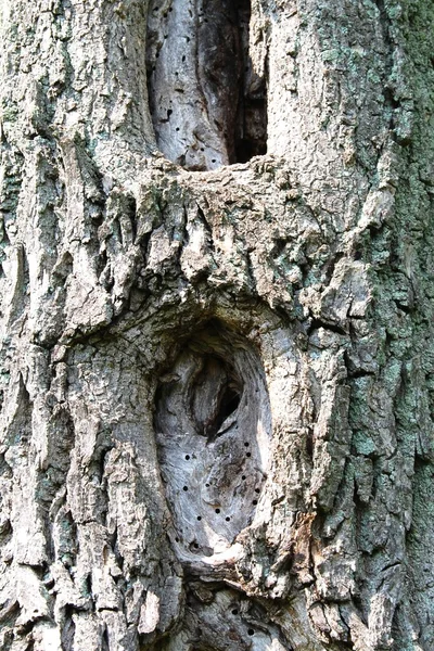 Träd bark struktur — Stockfoto