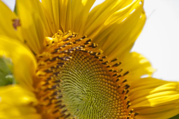Sunflower3 — Zdjęcie stockowe