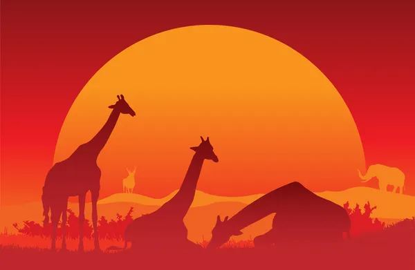 Giraffe захід сонця — стоковий вектор