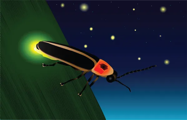 Glühende Glühwürmchen — Stockvektor