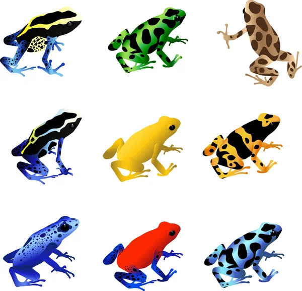 Poison Dart Frogs — Stock Vector