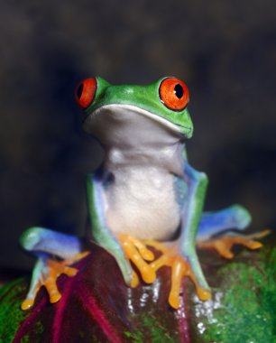 Red-Eyed Tree Frog clipart