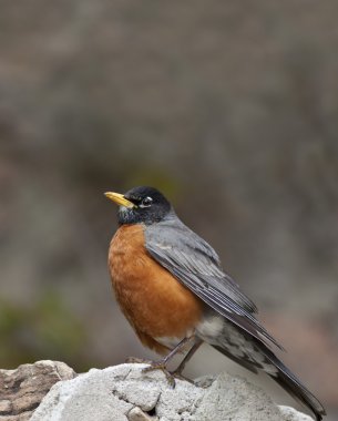 North American Robin clipart