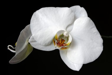 White Orchid clipart