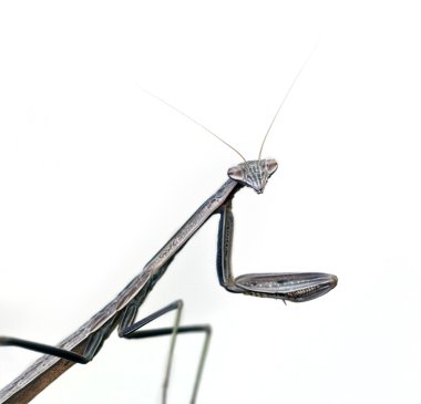 Praying Mantis clipart