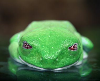 Red-Eyed Tree Frog clipart