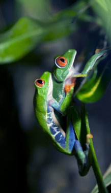 Mating Frogs clipart