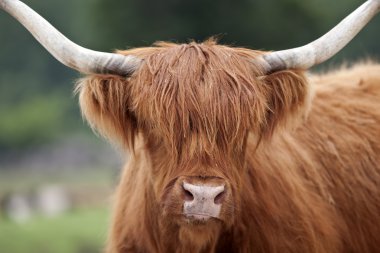 Highland Cattle clipart