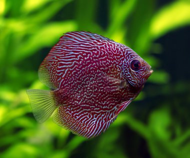 Snakeskin Discus Fish clipart