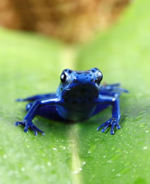 Blue Poison Dart Frog clipart