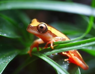 Clown Tree Frog