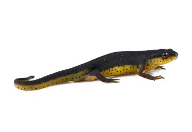 Eastern Newt clipart