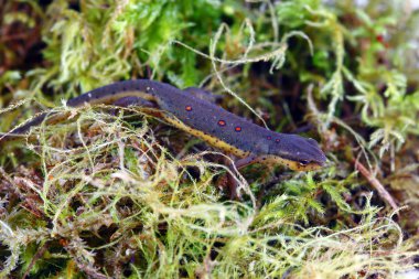 Eastern Newt clipart