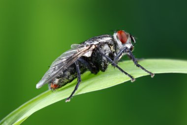 House fly macro