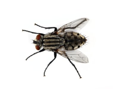 Isolated House Fly