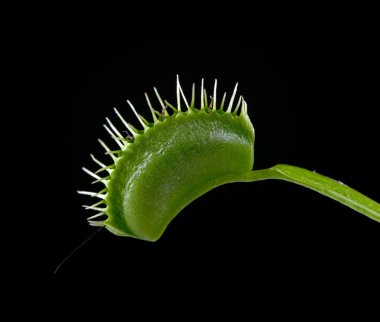 Venus Flytrap clipart