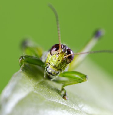 Grasshopper smiling clipart