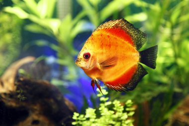 Fire Red Discus Fish clipart
