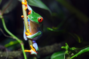 Red-Eyed Tree Frog clipart