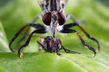 Robber Fly clipart
