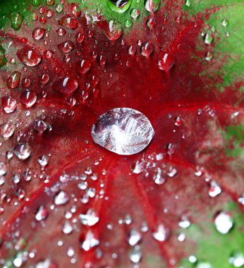 Tropical Dew Drops clipart