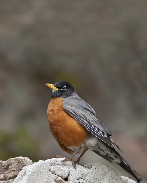 stock image North American Robin