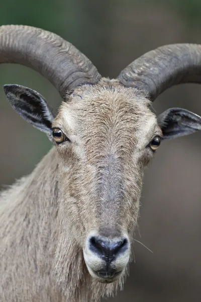Барбарийские овцы — стоковое фото